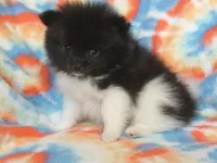 Anges, a male Pomeranian for sale in Carsonville, MI – Photo 2 of 5
