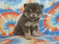 Winnie, a female Pomeranian for sale in Carsonville, MI – Photo 1 of 2