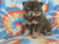 Winnie, a female Pomeranian for sale in Carsonville, MI – Photo 2 of 2