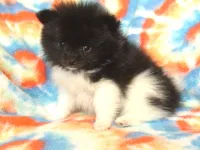 Angus, a male Pomeranian for sale in Carsonville, MI – Photo 2 of 2