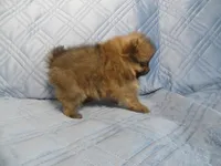 Chester, a male Pomeranian for sale in Carsonville, MI – 2 of 4
