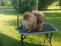 Chester, a male Pomeranian for sale in Carsonville, MI – 3 of 4