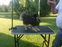Chester, a male Pomeranian for sale in Carsonville, MI – 4 of 4