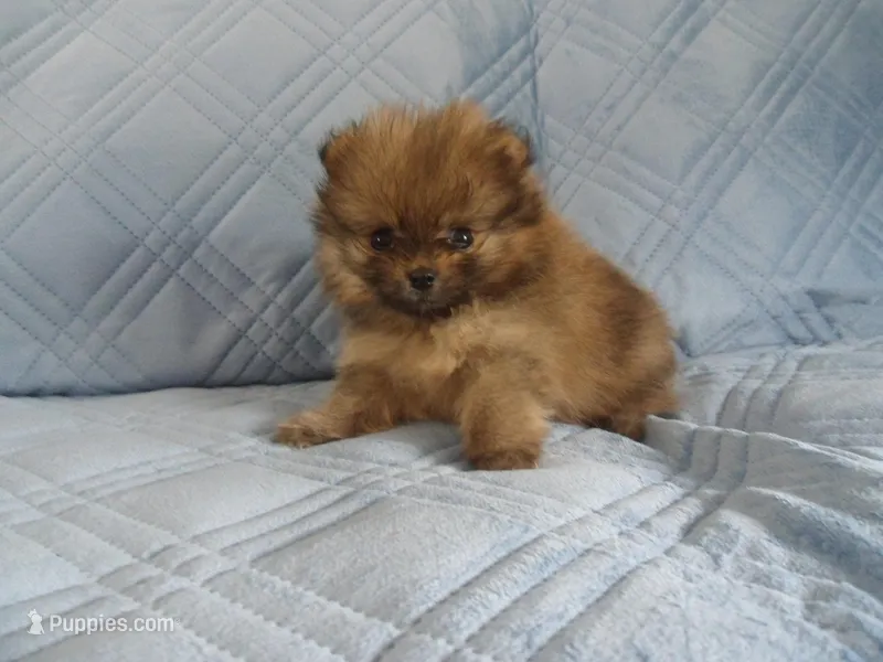 Chester – Pomeranian puppy for sale in Carsonville, MI