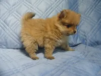 Sophia, a female Pomeranian for sale in Carsonville, MI – 2 of 4