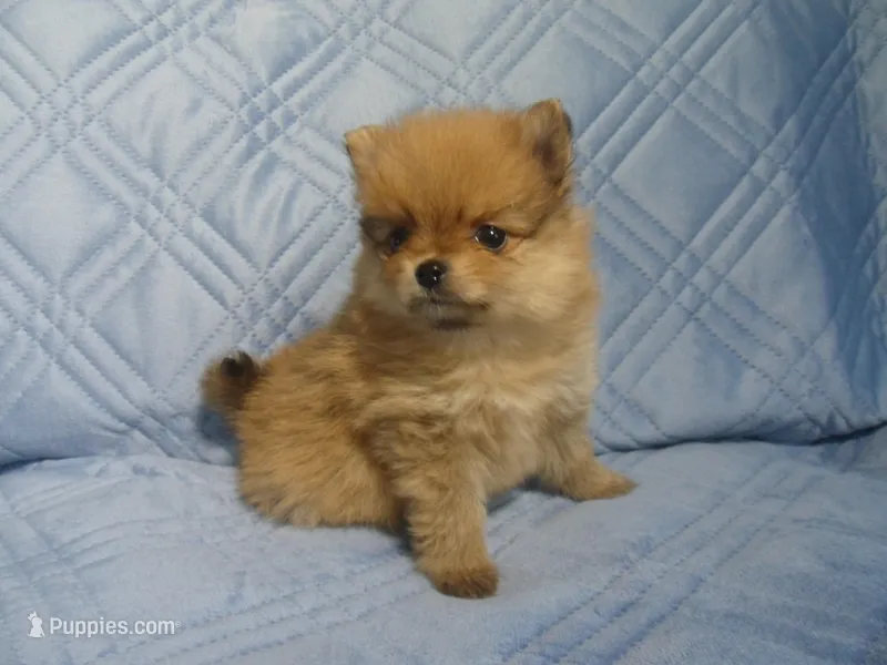 Sophia – Pomeranian puppy for sale in Carsonville, MI