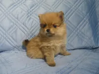 Sophia, a female Pomeranian for sale in Carsonville, MI – 1 of 4