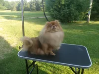 Sophia, a female Pomeranian for sale in Carsonville, MI – 3 of 4