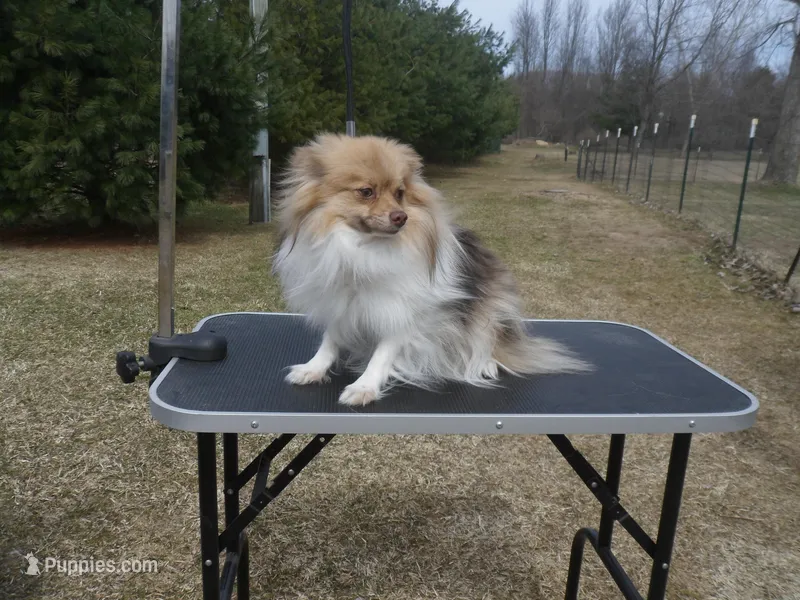 Siamon – Pomeranian puppy for sale in Carsonville, MI