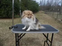 Siamon, a male Pomeranian for sale in Carsonville, MI – Photo 1 of 4