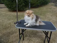 Siamon, a male Pomeranian for sale in Carsonville, MI – Photo 4 of 4