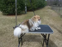 Siamon, a male Pomeranian for sale in Carsonville, MI – Photo 3 of 4