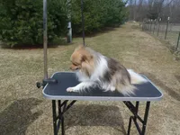 Siamon, a male Pomeranian for sale in Carsonville, MI – Photo 2 of 4