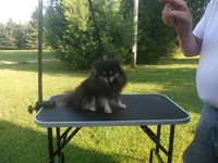 Max, a male Pomeranian for sale in Carsonville, MI – Photo 5 of 5