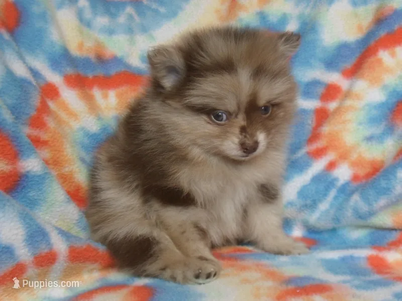 Max – Pomeranian puppy on hold in Carsonville, MI