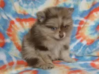 Max, a male Pomeranian for sale in Carsonville, MI – Photo 1 of 5