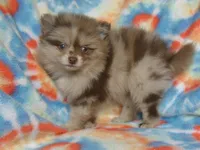 Max, a male Pomeranian for sale in Carsonville, MI – Photo 2 of 5