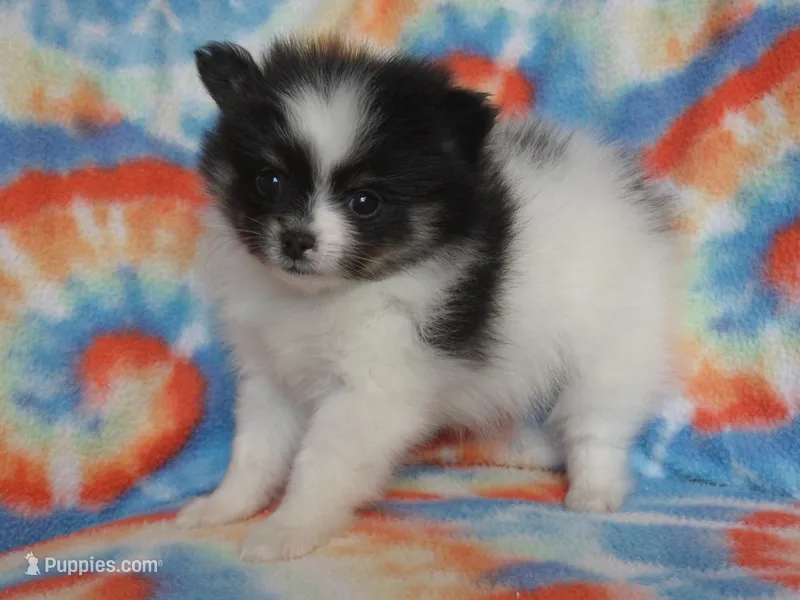Milo – Pomeranian puppy for sale in Carsonville, MI