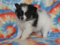 Milo, a male Pomeranian for sale in Carsonville, MI – Photo 1 of 4