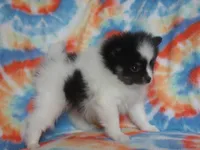 Milo, a male Pomeranian for sale in Carsonville, MI – Photo 2 of 4
