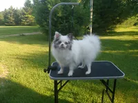 Milo, a male Pomeranian for sale in Carsonville, MI – Photo 3 of 4