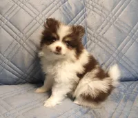 Sassy, a female Pomeranian for sale in Carsonville, MI – 1 of 5