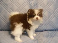 Sassy, a female Pomeranian for sale in Carsonville, MI – 3 of 5