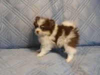 Sassy, a female Pomeranian for sale in Carsonville, MI – 2 of 5