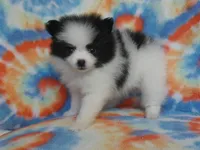 Dottie, a female Pomeranian for sale in Carsonville, MI – Photo 3 of 5