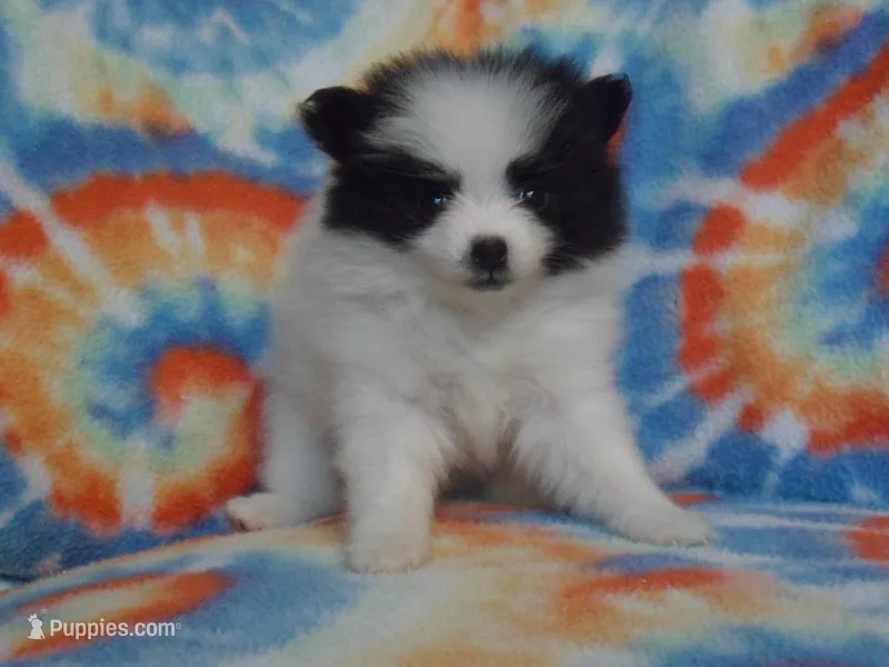 Dottie – Pomeranian puppy for sale in Carsonville, MI
