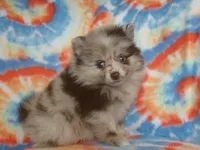 Tilly, a female Pomeranian for sale in Carsonville, MI – Photo 1 of 2