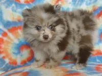 Tilly, a female Pomeranian for sale in Carsonville, MI – Photo 2 of 2