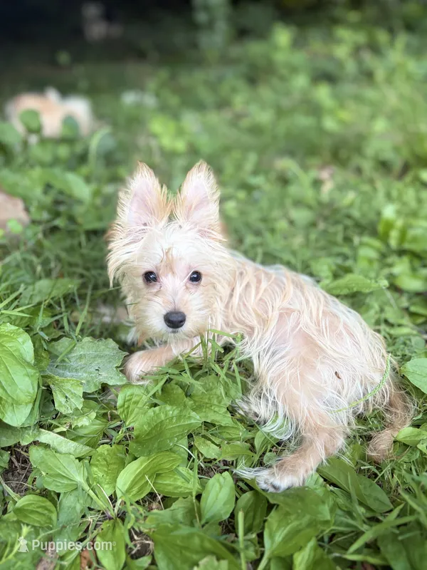Mimi – Morkie puppy for sale in Philadelphia, PA