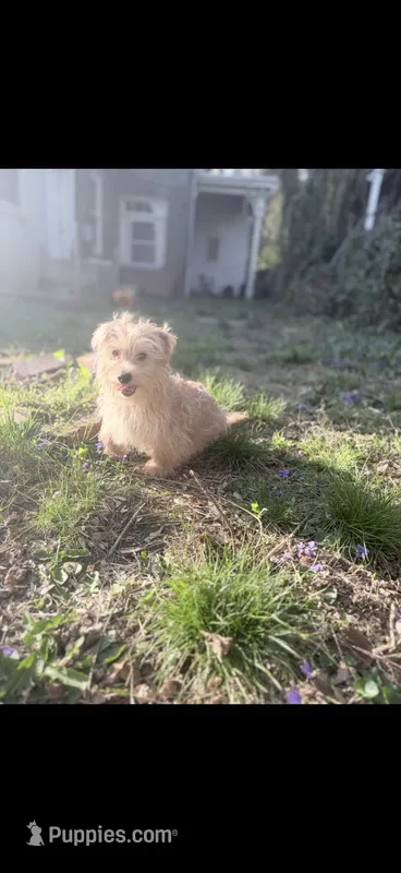 Bruno – Morkie puppy for sale in Philadelphia, PA