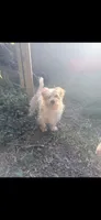 Teddy , a male Morkie for sale in Philadelphia, PA – 1 of 1