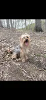 Reign , a male Morkie for sale in Philadelphia, PA – 2 of 2