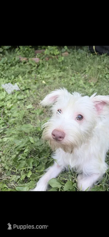 Snowy  – Morkie puppy for sale in Philadelphia, PA
