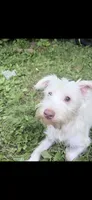 Snowy , a male Morkie for sale in Philadelphia, PA – 1 of 3