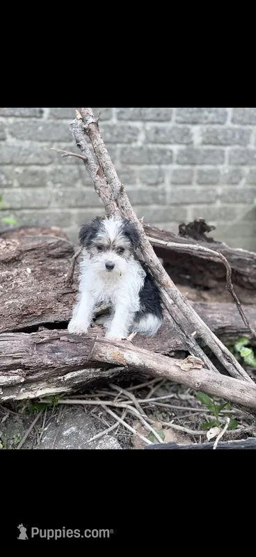 Ava – Morkie puppy for sale in Philadelphia, PA