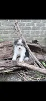 Ava, a female Morkie for sale in Philadelphia, PA – 1 of 1