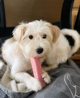 Teddy , a male Morkie for sale in Philadelphia, PA – 2 of 2