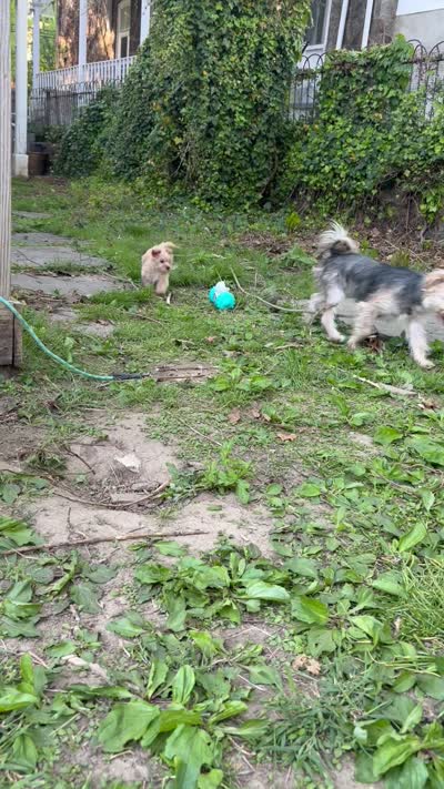 Mimi, a female Morkie for sale in Philadelphia, PA – 2 of 2