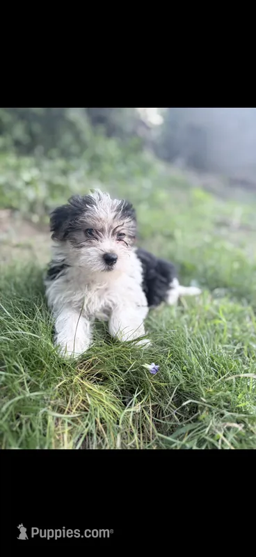 Rocky – Morkie puppy for sale in Philadelphia, PA