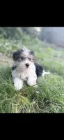 Rocky, a male Morkie for sale in Philadelphia, PA – 1 of 1