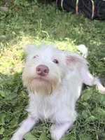 Snowy , a male Morkie for sale in Philadelphia, PA – 2 of 3