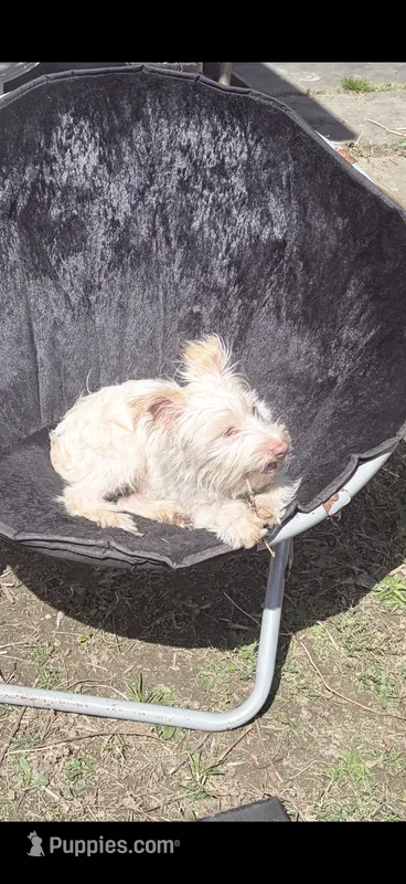 Snowy  – Morkie puppy for sale in Philadelphia, PA
