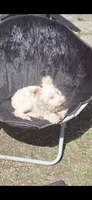 Snowy , a male Morkie for sale in Philadelphia, PA – 1 of 2