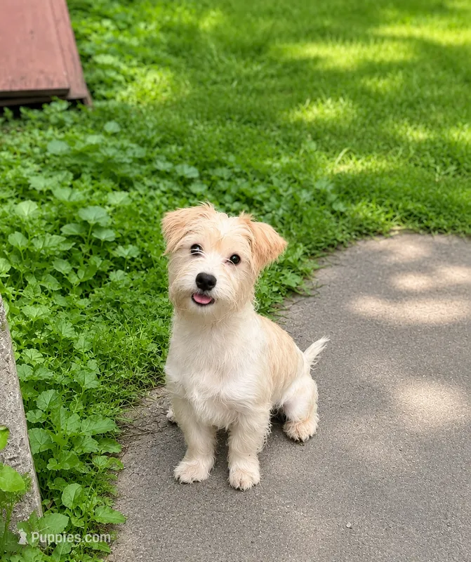 Teddy  – Morkie puppy for sale in Philadelphia, PA