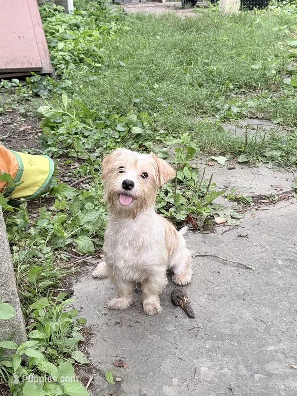 Teddy  – Morkie puppy for sale in Philadelphia, PA