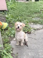 Teddy , a male Morkie for sale in Philadelphia, PA – 1 of 2
